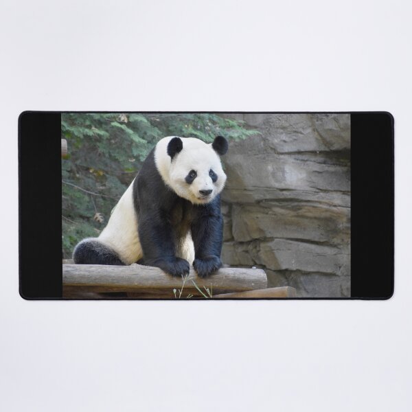 Item preview, Giant Panda Yang Yang at Zoo Atlanta designed and sold by Zoo and Nature Photography by Karie.