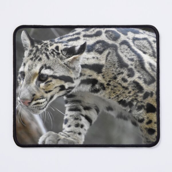 Item preview, Clouded Leopard at the National Zoo designed and sold by Zoo and Nature Photography by Karie.