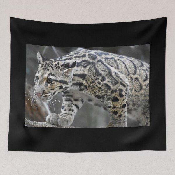 Item preview, Clouded Leopard at the National Zoo designed and sold by Zoo and Nature Photography by Karie.