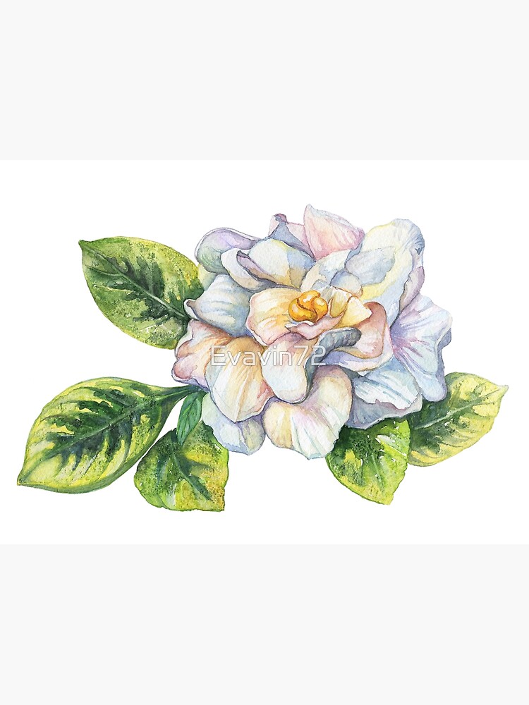 Discover Gardenia watercolor painting Premium Matte Vertical Poster