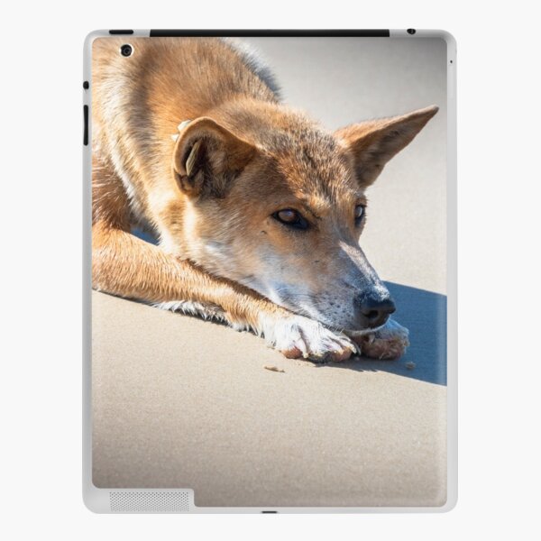 Wild Dingo on K'gari iPad Skin