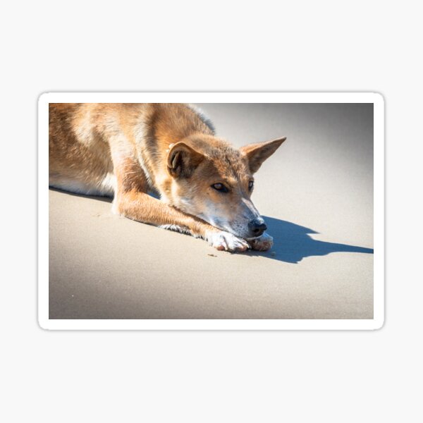 Wild Dingo on K'gari Sticker