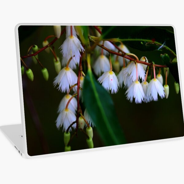 Elaeocarpus reticulatus Laptop Skin