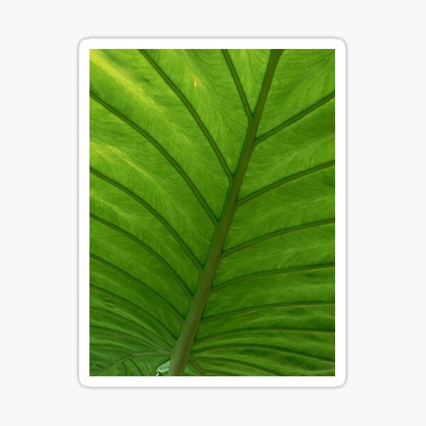 #100 Green Leaf Macro Sticker
