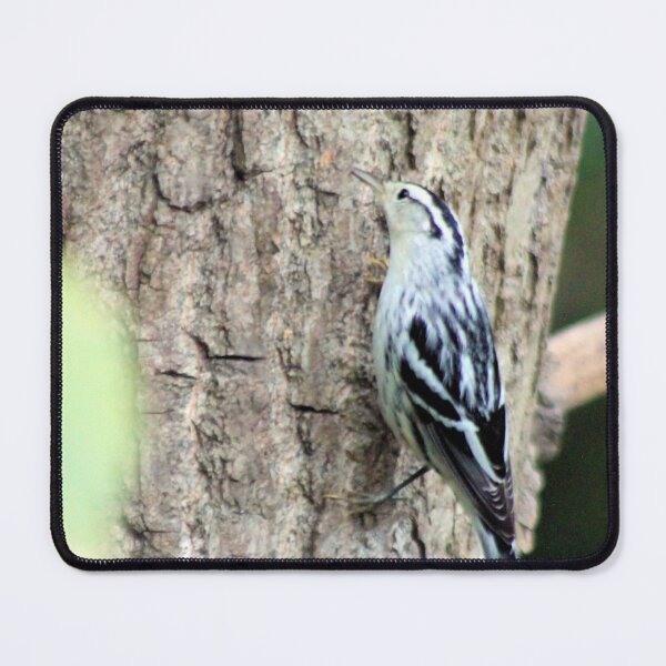 Item preview, BLACK AND WHITE WARBLER designed and sold by BOLLA67.
