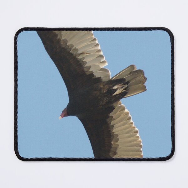 Item preview, SOAR!  Beauty! Predatory birds along coastal shores of CA; Just S.Morro Bay USA designed and sold by leih2008.