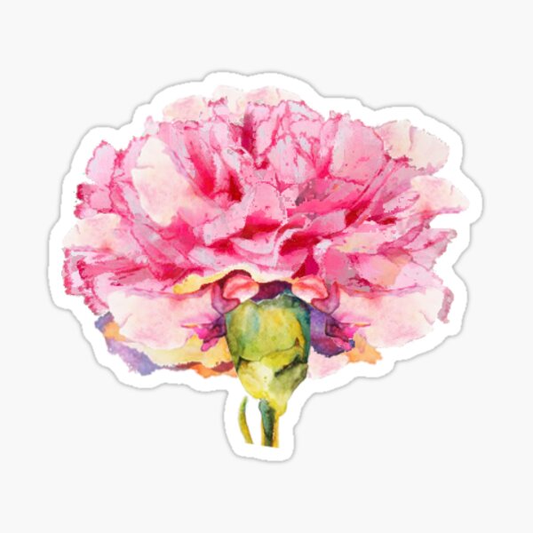 Carnation : The January Flower Sticker
