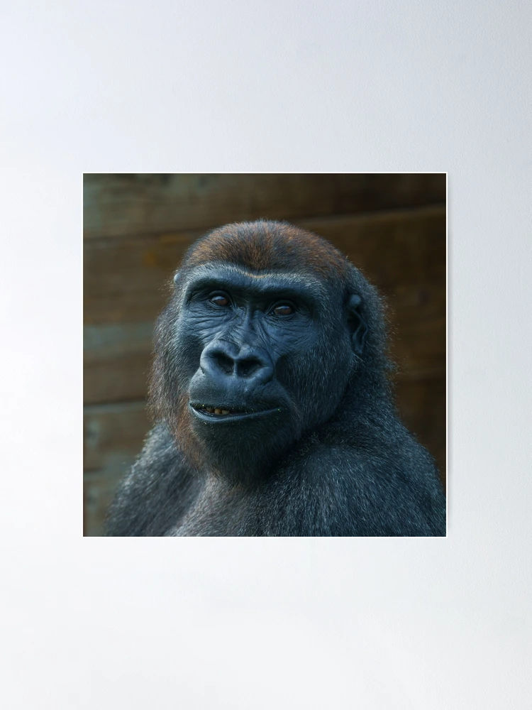 Gorilla Lope's Grin Throw Pillow for Sale by rawshutterbug