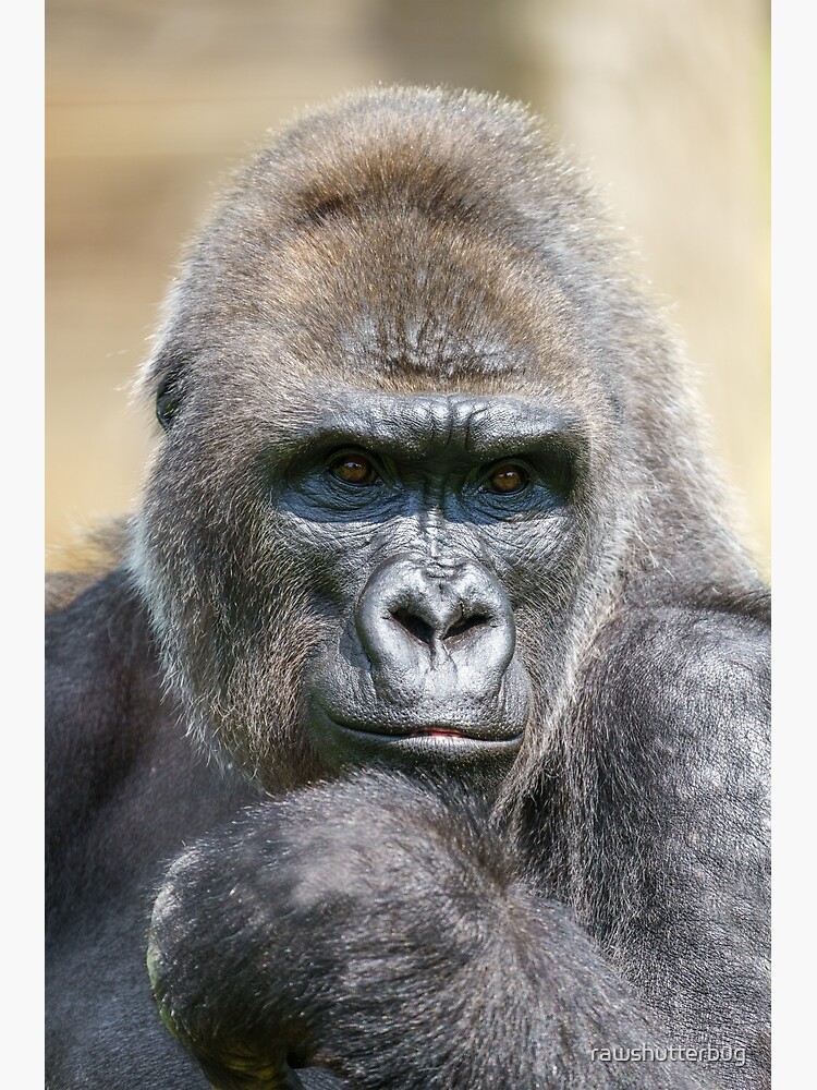 Gorilla Close-Up Portrait Photographic Print for Sale by rawshutterbug