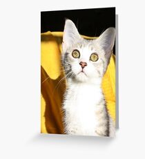 Early morning light Greeting Card