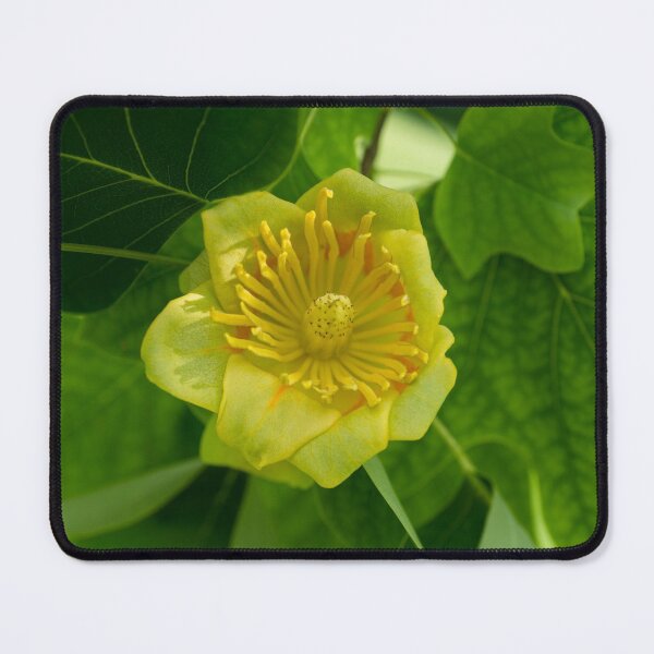 Item preview, Canadian Exotics - Extravagant Tulip Tree Bloom designed and sold by Georgia Mizuleva.