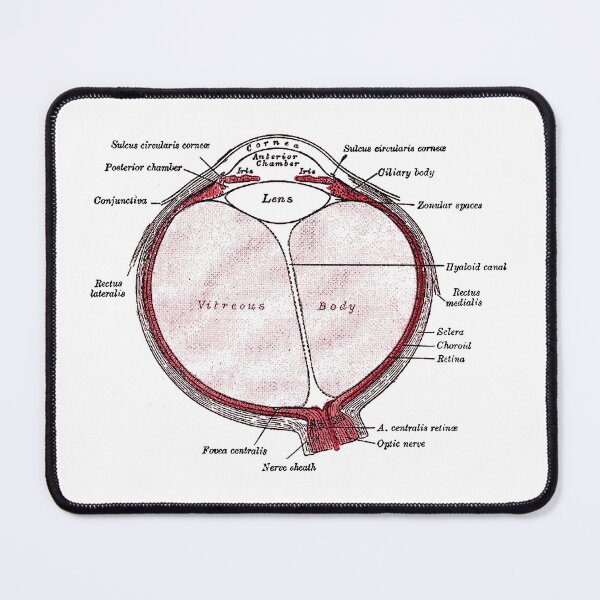 Item preview, Section of the Eye... designed and sold by timothybeighton.