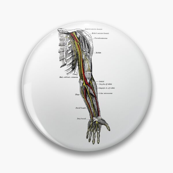 Item preview, Nerves of the upper extremity. designed and sold by timothybeighton.