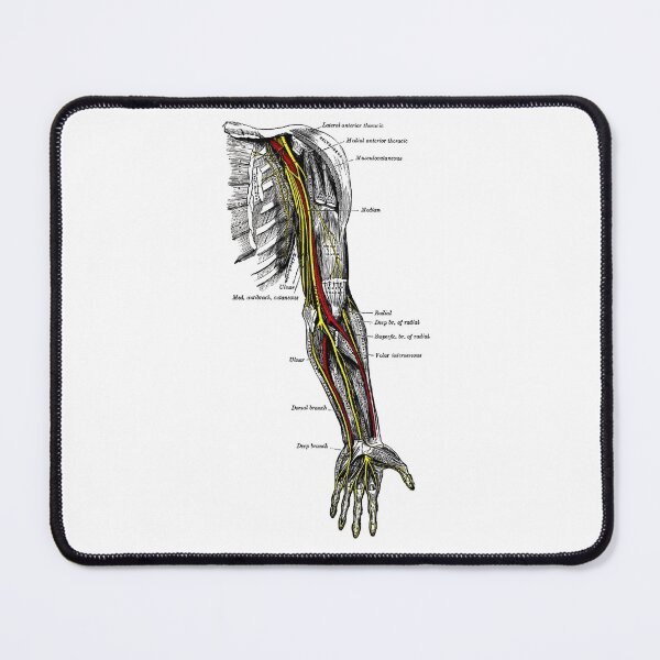 Item preview, Nerves of the upper extremity. designed and sold by timothybeighton.