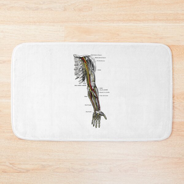 Item preview, Nerves of the upper extremity. designed and sold by timothybeighton.