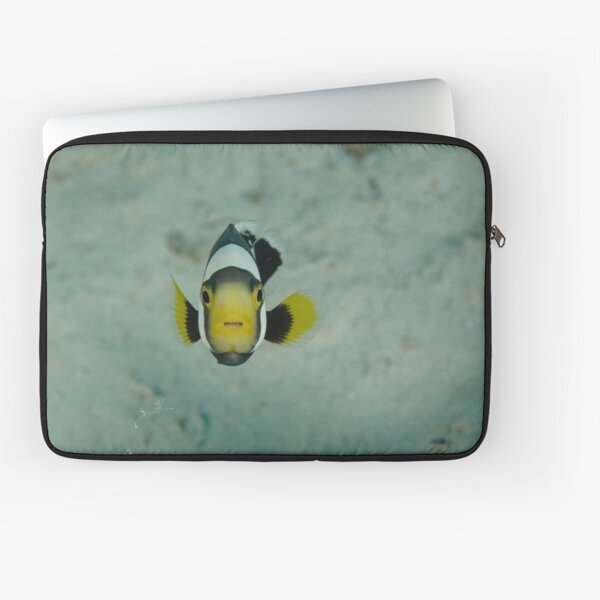 Juvenile saddleback anemonefish - Amphiprion polymnus Laptop Sleeve