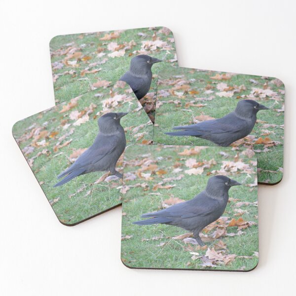Item preview, Cheeky Little Jackdaw Photograph designed and sold by naturegallery.