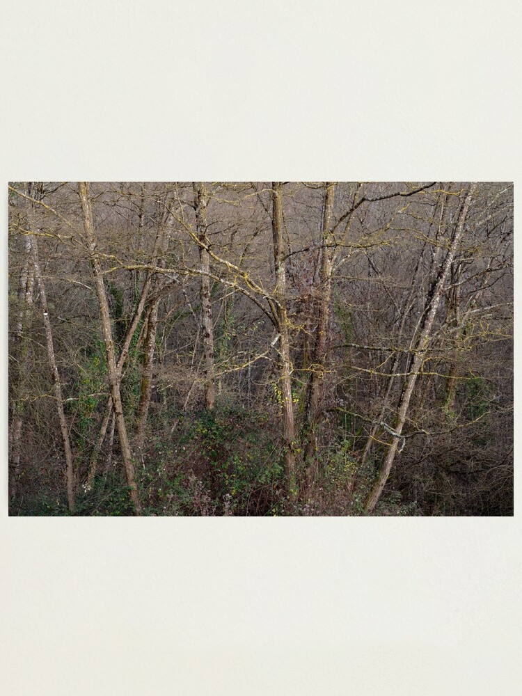 Alternate view of Grove in dusk light Photographic Print