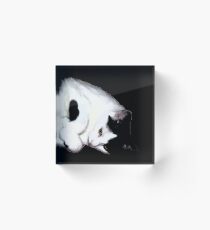 Milo, the cute cat Acrylic Block