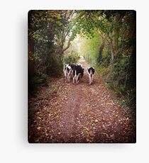 William's Cows Canvas Print