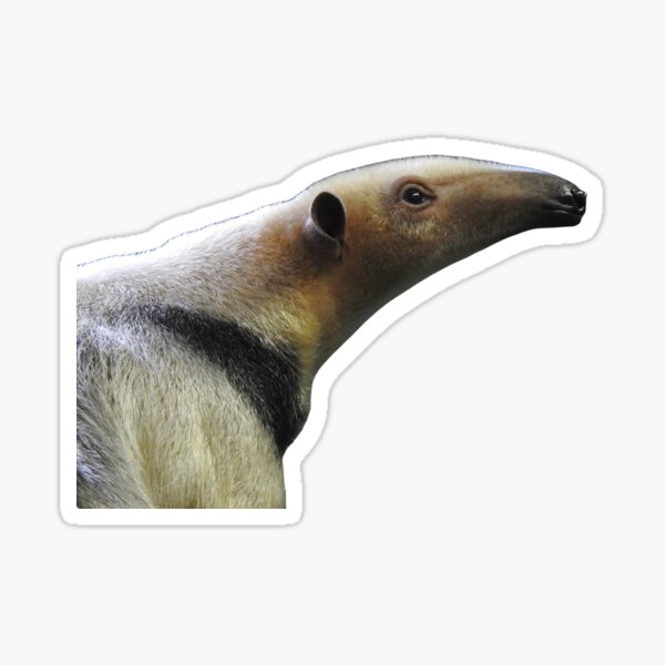 Tamandua cartoon illustration Sticker for Sale by Misscartoon