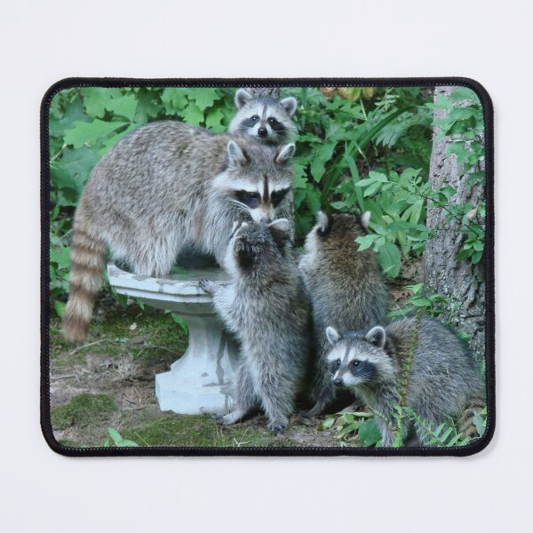 Item preview, Raccoon Mom with 4 Kits designed and sold by Jean Gregory Evans.