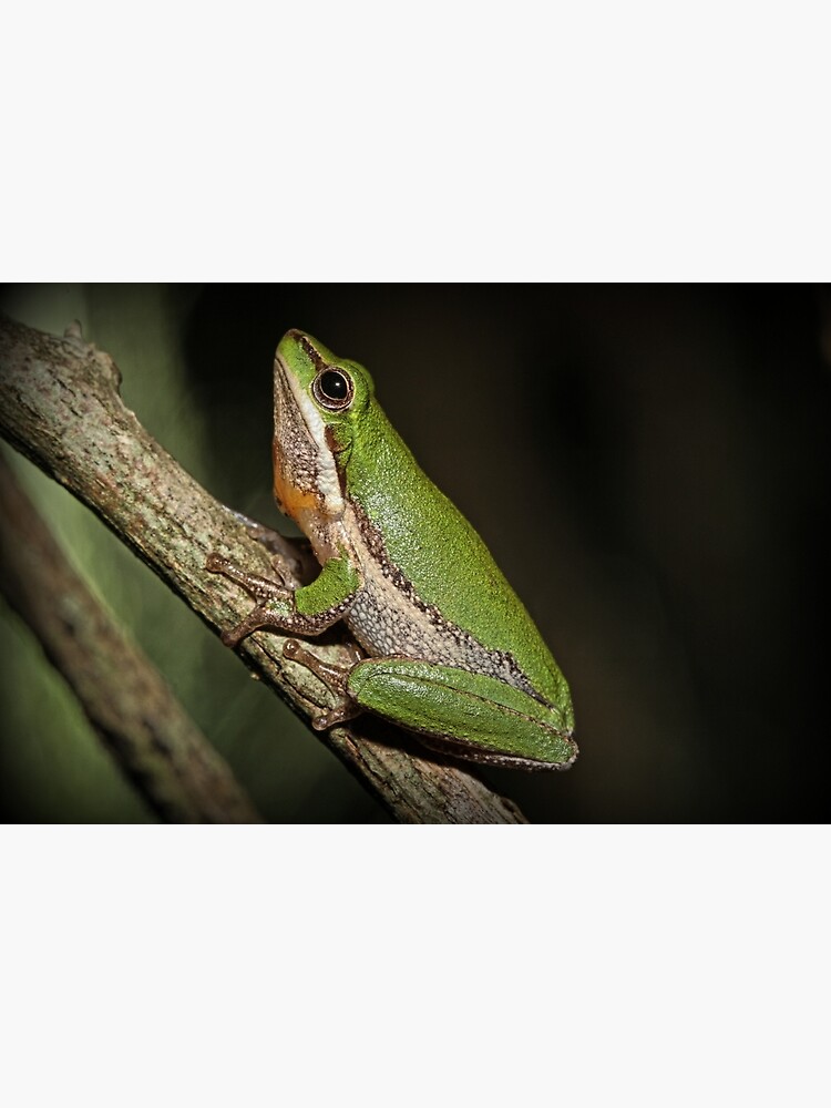 Thumbnail 2 of 2, Laptop Sleeve, Frog on Branch designed and sold by theoddshot.