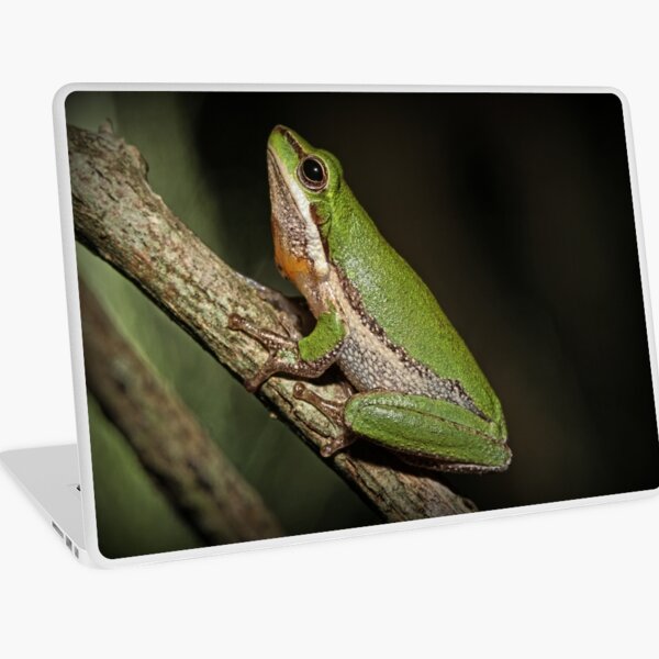 Frog on Branch Laptop Skin