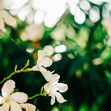 Vorschaubild zum Design Spring Fling von RissaDD