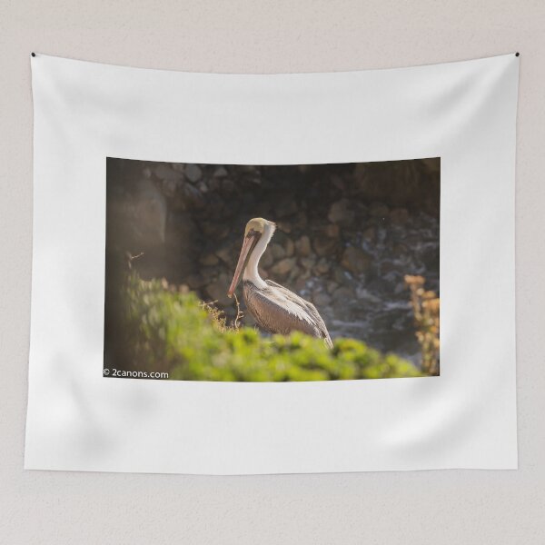 Item preview, Pelican resting in Pismo Beach, California. December 2018. designed and sold by 2Canons.