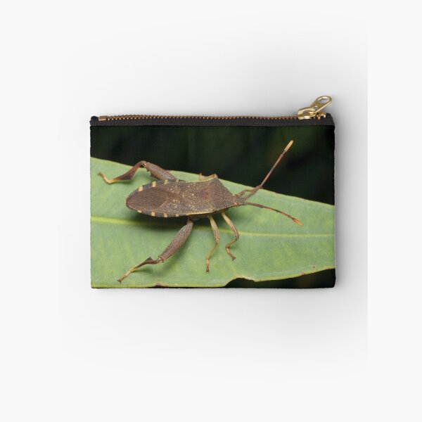 Item preview, Sheild Bug - Amorbus sp. designed and sold by Andrew Trevor-Jones.