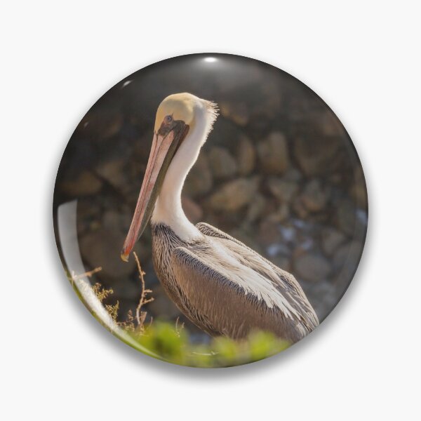 Item preview, Pelican resting in Pismo Beach, California. December 2018. designed and sold by 2Canons.