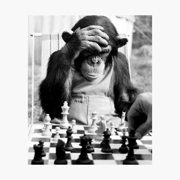 Monkey Play Chess Photographic Print