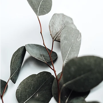 Artwork thumbnail, Greenery by RissaDD
