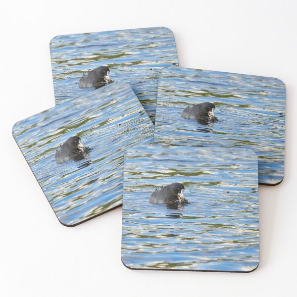 Item preview, Salad of the day. Eurasian coot designed and sold by Jouko Lehto Photography.