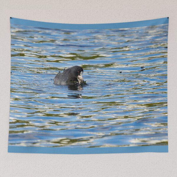 Item preview, Salad of the day. Eurasian coot designed and sold by Jouko Lehto Photography.