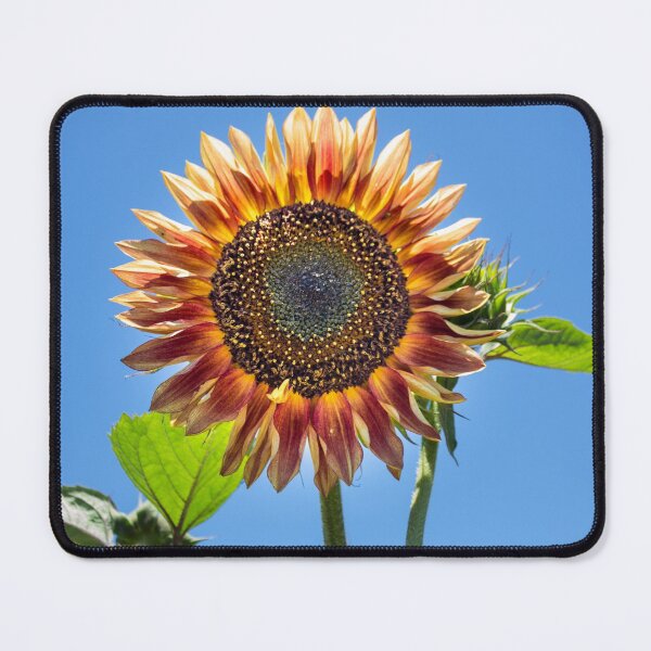 Item preview, Yellowish Orange Sunflower from Matanzas Creek Winery July 2016 designed and sold by 2Canons.