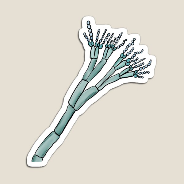 Item preview, Penicillium mold microscopy  designed and sold by Marissa Roghair Stroud.
