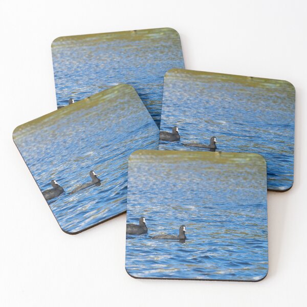 Item preview, Two plus one. Eurasian coot designed and sold by Jouko Lehto Photography.