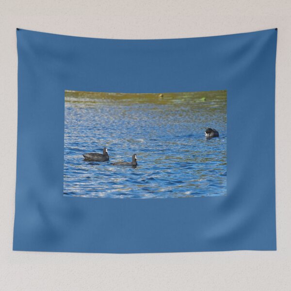 Item preview, Two plus one. Eurasian coot designed and sold by Jouko Lehto Photography.