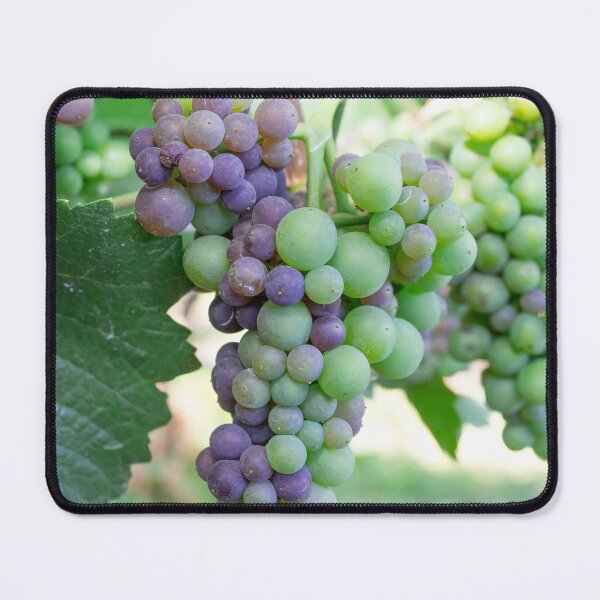 Item preview, Pinot Noir Clone 2016 de Domaine Carneros Winery en Napa, California. designed and sold by 2Canons.