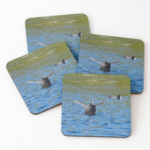 Item preview, Black ball with wings. Eurasian coot designed and sold by Jouko Lehto Photography.