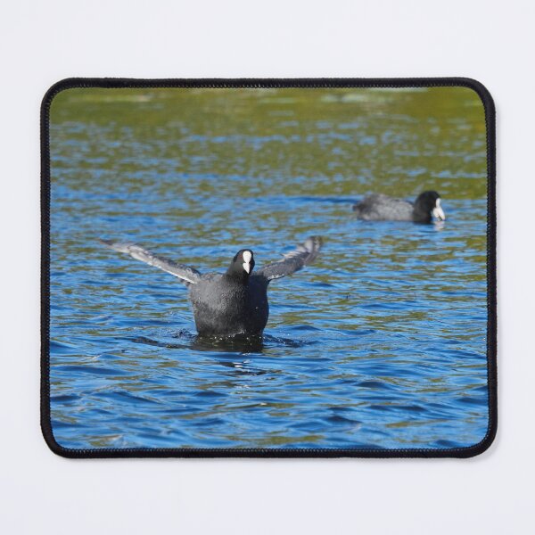 Item preview, Black ball with wings. Eurasian coot designed and sold by Jouko Lehto Photography.