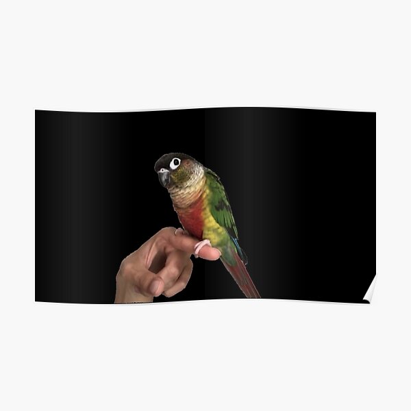 Posters Sur Le Theme Perroquet Mignon Redbubble Posters Sur Le Theme Perroquet Mignon Redbubble