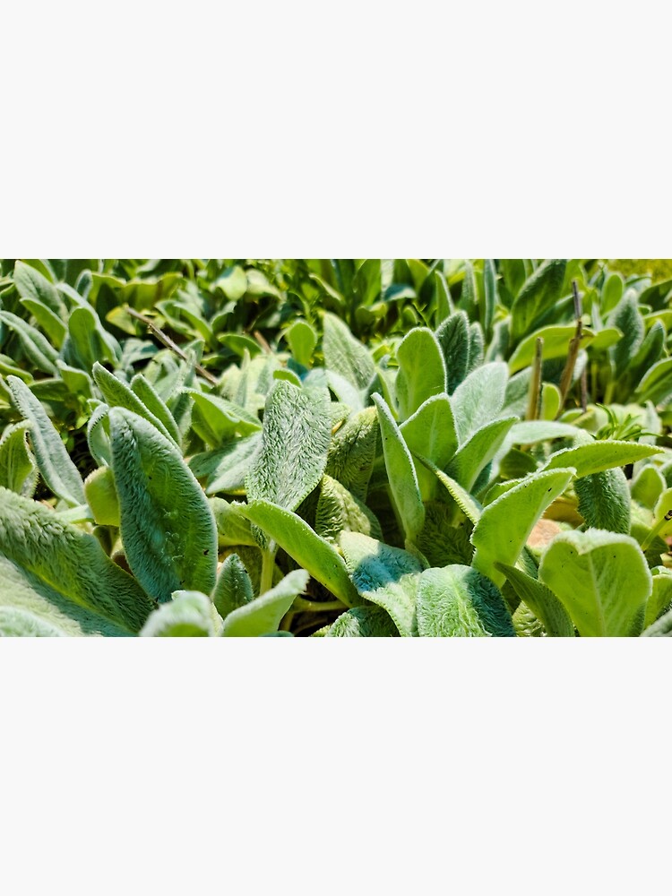 "Lamb's Ears Green Abstract" Poster for Sale by jeremydschwartz Redbubble