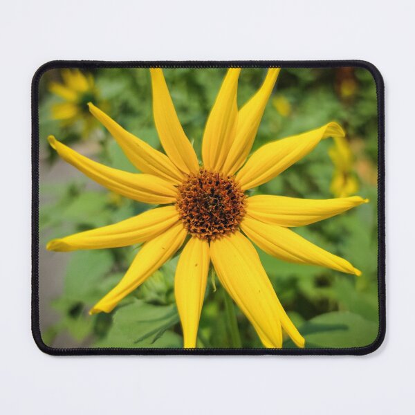 Item preview, Wild Sunflower Square Print designed and sold by Jeremy Schwartz.