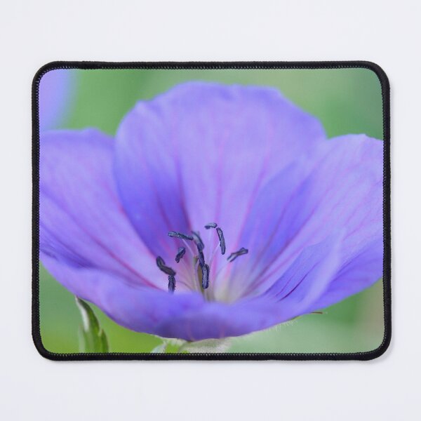 Item preview, Geranium  'Johnson's Blue'  Crane's bill	 designed and sold by Chris Burrows.