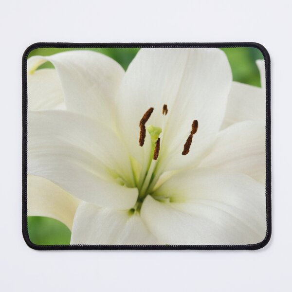 Item preview, Lilium  'Blizzard'  Asiatic lily  syn. Lilium  Apollo  designed and sold by Chris Burrows.