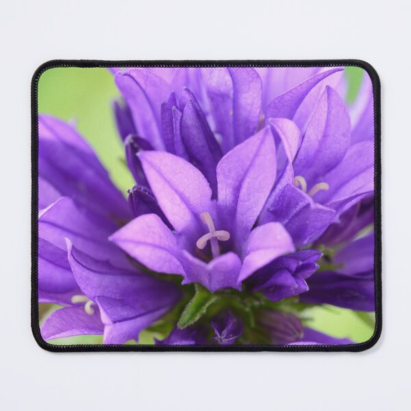 Item preview, Campanula glomerata Clustered bellflower designed and sold by Chris Burrows.