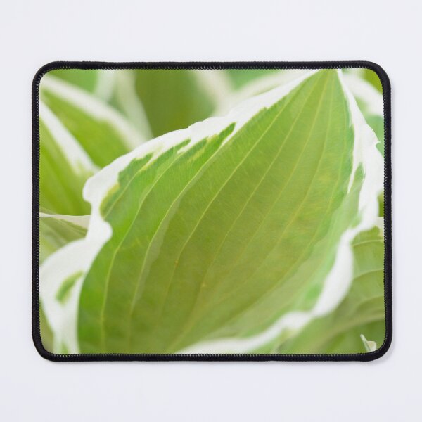 Item preview, Hosta  'Francee'   AGM  Plantain lily  fortunei designed and sold by Chris Burrows.